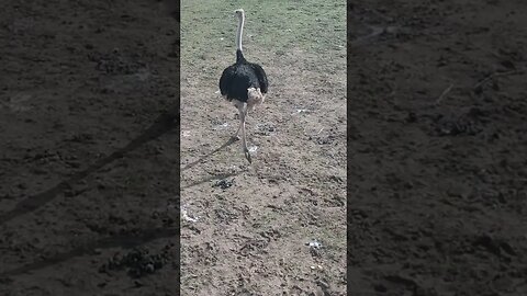 Ostrich running around #shorts #farmanimals