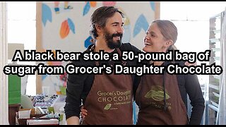 A black bear stole a 50-pound bag of sugar from Grocer's Daughter Chocolate