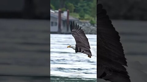 CAUGHT! Bald Eagle majestically catches a fish #animal