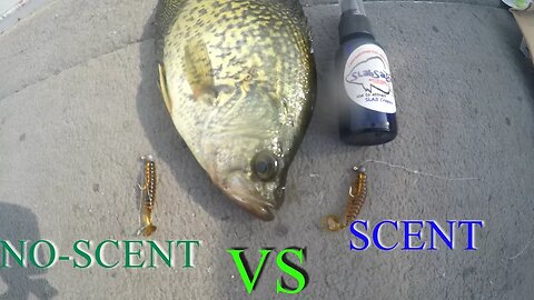 Scent VS No Scent Crappie Fishing CHALLENGE