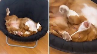 Crazy Pup Sleeps In Totally Awkward Position