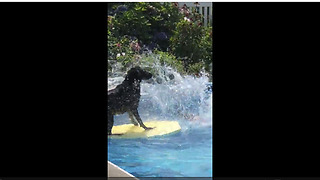Labrador displays shockingly impressive balance on water