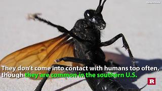Facts on the Tarantula Hawk Wasp