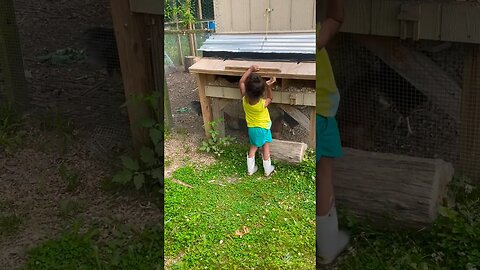 GIA ON EGG DUTY🫶 #toddlers #eggs #chickens #nestingbox #homestead #farmchores #foryou #fyp #reels