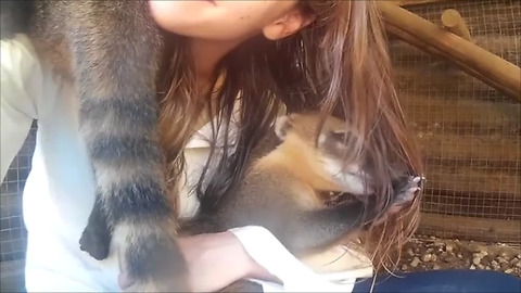 Coati is clearly obsessed with woman's hair