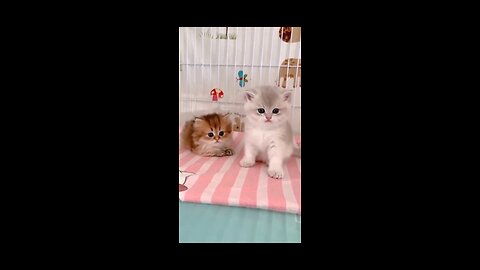 Funny cat's video's 😂😂