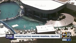 Investigating marine mammal deaths