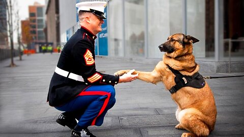 Soldiers Come Home To Dogs Compilation