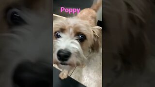 [Shorts 0145] POPPY [#dogs #doggos #doggos #puppies #dogdaycare]