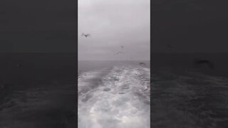 Birds at Sea!