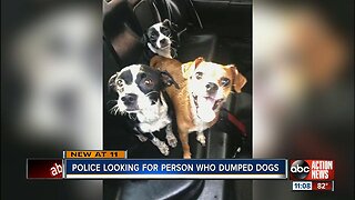 Family of dogs dumped, St. Pete officers help neighbors rescue them