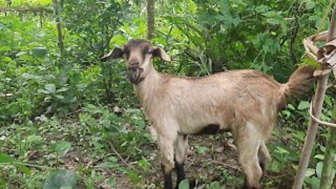 Baby goat sounds। Baby goat preaching sounds। Best goat sound in village