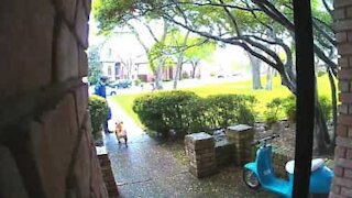 Delivery man is terrified of friendly dog