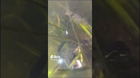 turtle tries to eat minnow