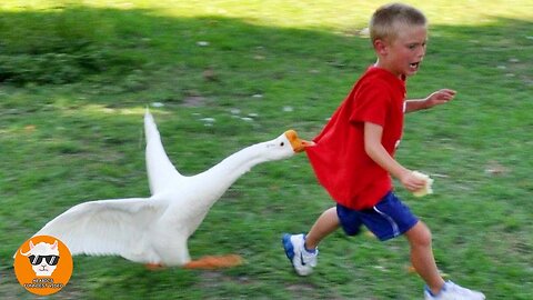 Funny Goose Chasing Babies Compilation __ Just Funniest