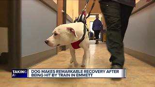 Dog makes remarkable recovery after being hit by train in Michigan