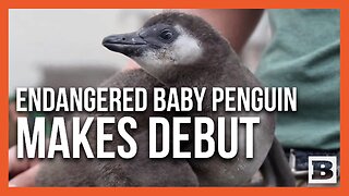 Meet Elrond: Memphis Zoo Welcomes Endangered African Penguin Chick
