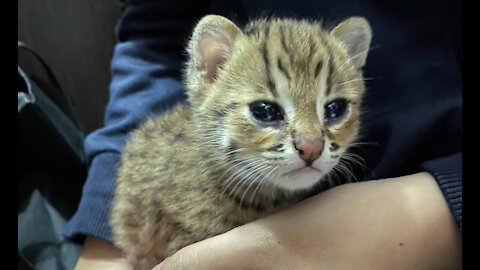 Very Cute Baby Bobcat 😻