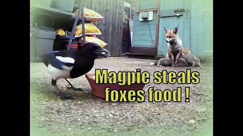 🦊THIEVING MAGPIE steals foxes food as vixen mum feeds four cute cub babies!