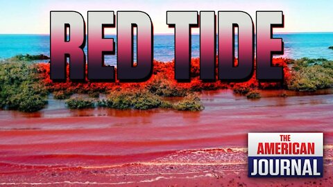 The Truth Behind The Red Tides In Tampa