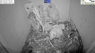 Must watch the dramatic ending Wild pigeon lays egg in active barn owl next to 7barn owl nestlings