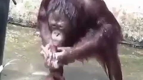 Orangutan Taking Shower