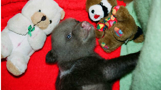 Baby Bears Adopted at the Gauja National Park