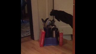 This Cat Is Probably In A Hurry, Because She Keeps Jumping Over Things