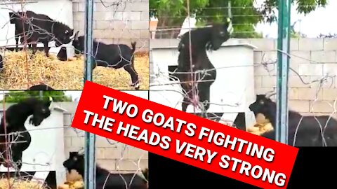 DRAMATIC MOMENT TWO GOATS FIGHT THE HEADS VERY STRONG