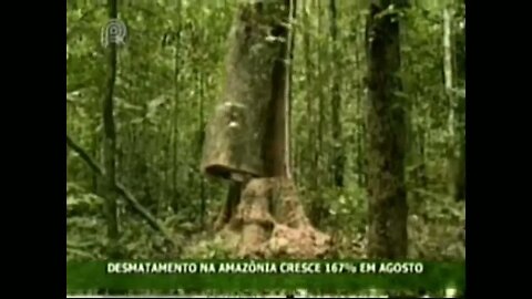 DESMATAMENTO NA AMAZÔNIA CRESCE 167 EM AGOSTO