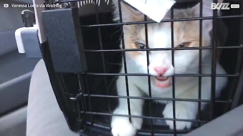 Ce chat fait des grimaces dans sa caisse de transport