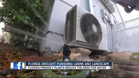 Florida drought punishing lawns and landscape