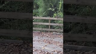 4K Squirrel gets chased out of his own tree #shorts