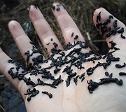 Have you ever seen a handful of baby leeches?