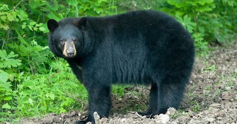 Black bear America