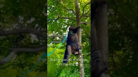Wild cat climbs a tree to the top! #cats#cute#funny#shorts