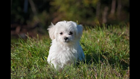 🐶💗💗💗Tiny, Adorable and Cute TeaCup Puppy - Matese ! You will love it!💗💗💗💗💗💗