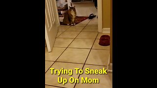 Sneaking Up On Mom (Featuring Petunia The Norwegian Forest Cat)