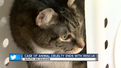 Animal cruelty ends with cat's rescue in South Milwaukee