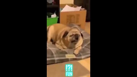 funny videos and cute animal video