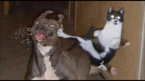 Cats and dogs fighting very funny😂||