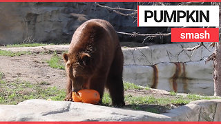 Animals at US zoo given pumpkins to play with