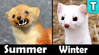 8 Animals that TURN WHITE in Winter!