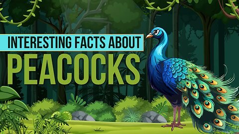 Interesting Facts About Peacock | Peacock Facts for Kids | Peacock Facts
