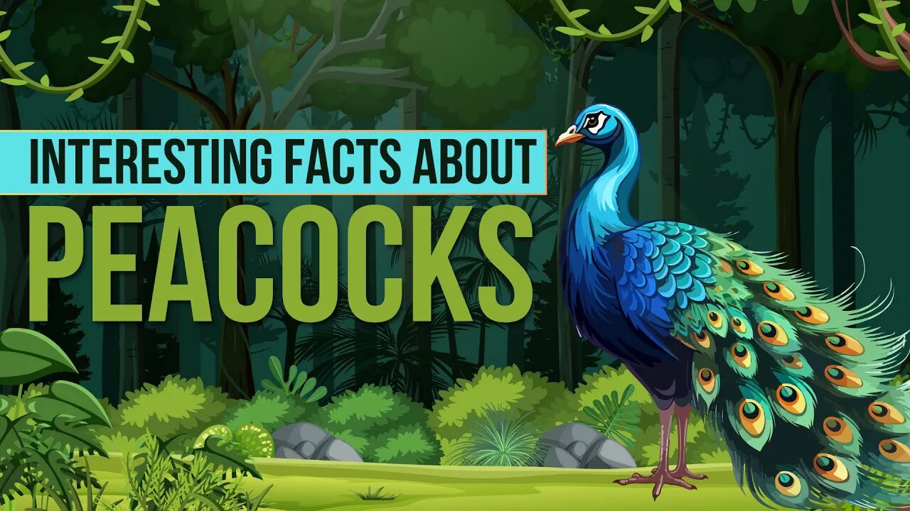 interesting-facts-about-peacock-peacock-facts-for-kids-peacock-facts