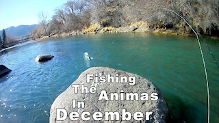 Fishing the Animas in December! - Animas river in Colorado - McFly Angler Episode 39