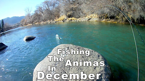 Fishing the Animas in December! - Animas river in Colorado - McFly Angler Episode 39