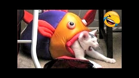 Best Funniest Animals Video of 2022 - Cute Cats