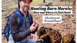 Hunting Burn Morels- How and where to find them.