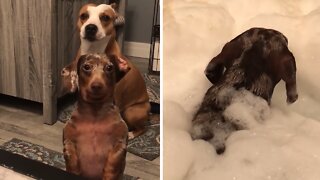 Puppy Can't Resist Jumping Into Bubble Bath